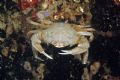 Liocarcinus depurator